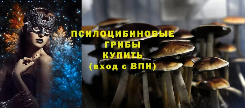 Псилоцибиновые грибы Cubensis  Старая Русса 